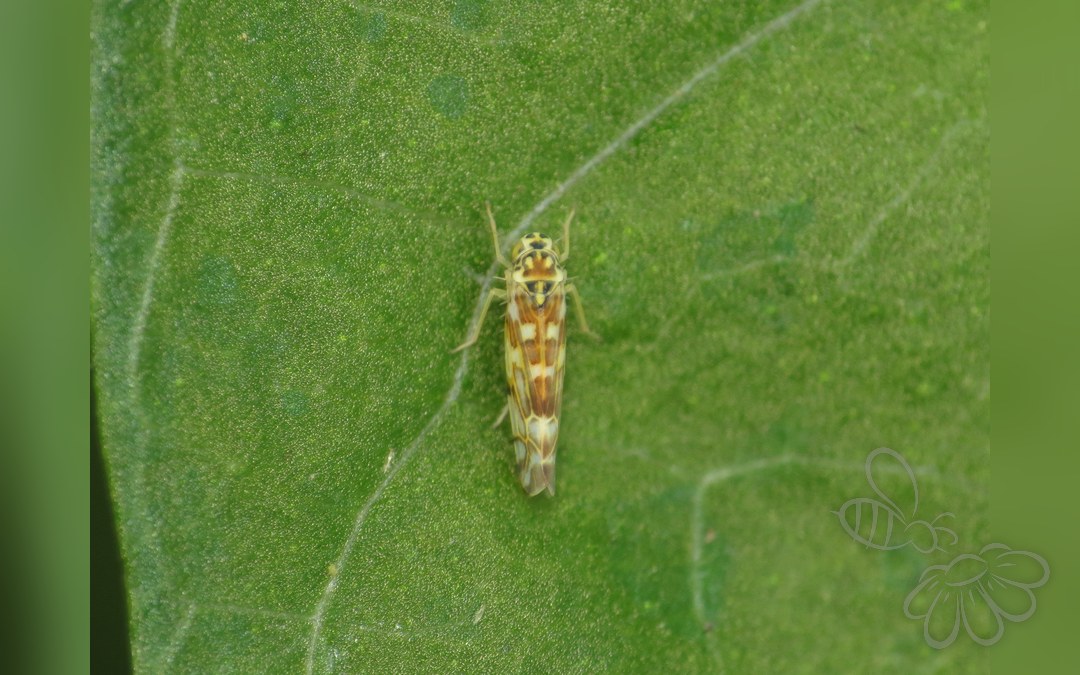 Eupteryx melissae