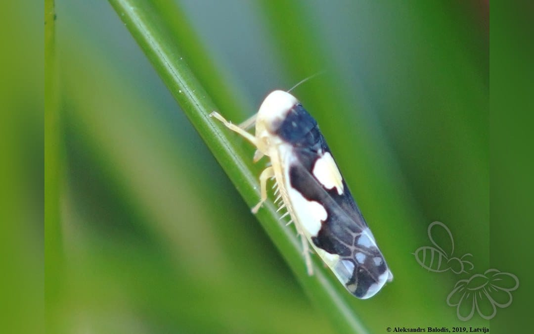 Her ses et billede af arten Tørbundsmikrocikade (Eupteryx notata). Fotoet er taget af AfroBrazilian og hentet fra Wikimedia Commons (CC BY-SA 4.0).