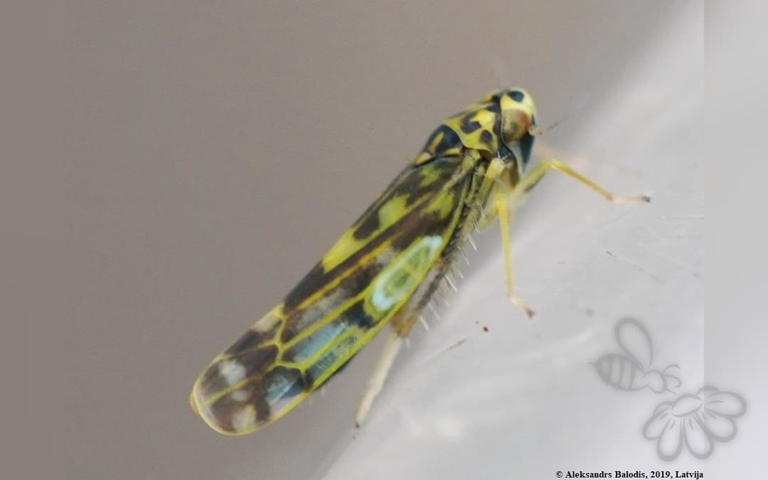 Eupteryx stachydearum