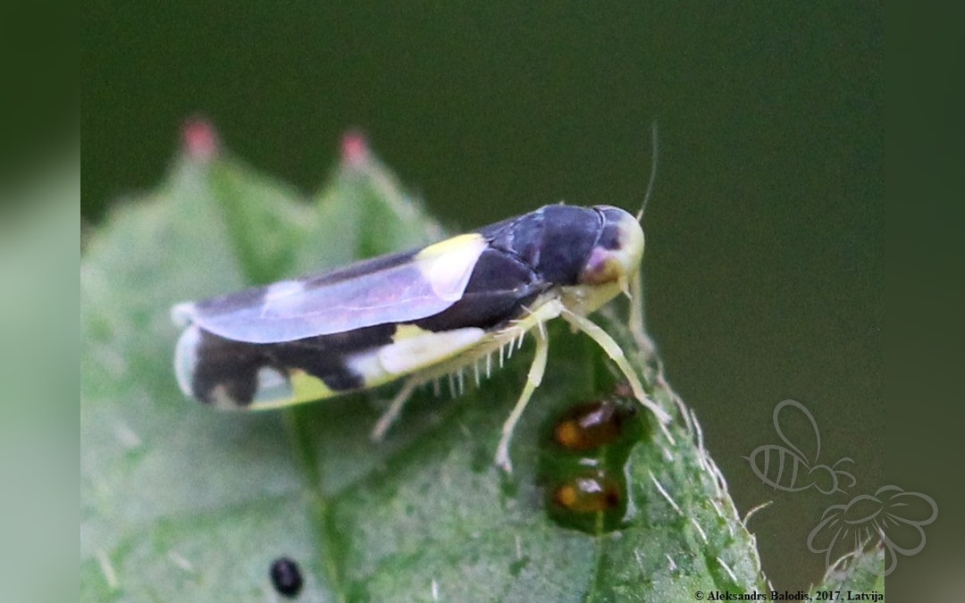 Her ses et billede af arten Vådbundsmikrocikade (Eupteryx vittata). Fotoet er taget af AfroBrazilian og hentet fra Wikimedia Commons (CC BY-SA 4.0).