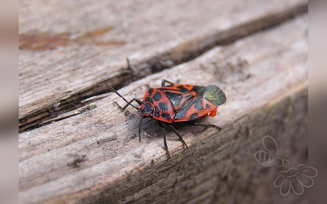 Her ses et billede af arten Karsetæge (Eurydema dominulus). Fotoet er taget af Andrey Butko og hentet fra Wikimedia Commons (CC BY-SA 3.0).