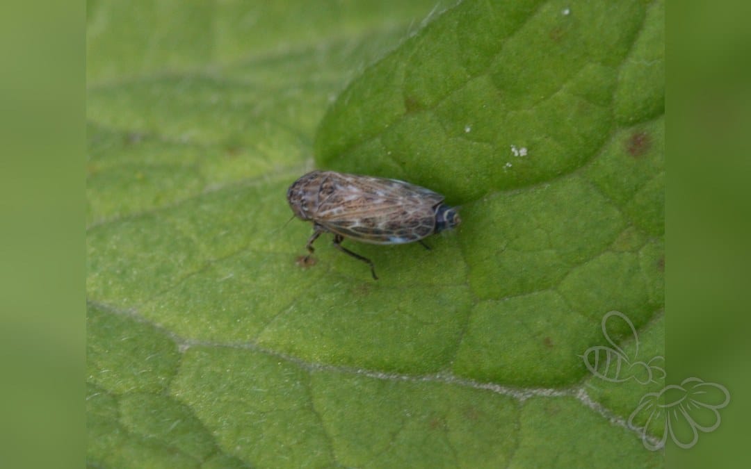 Euscelis incisus