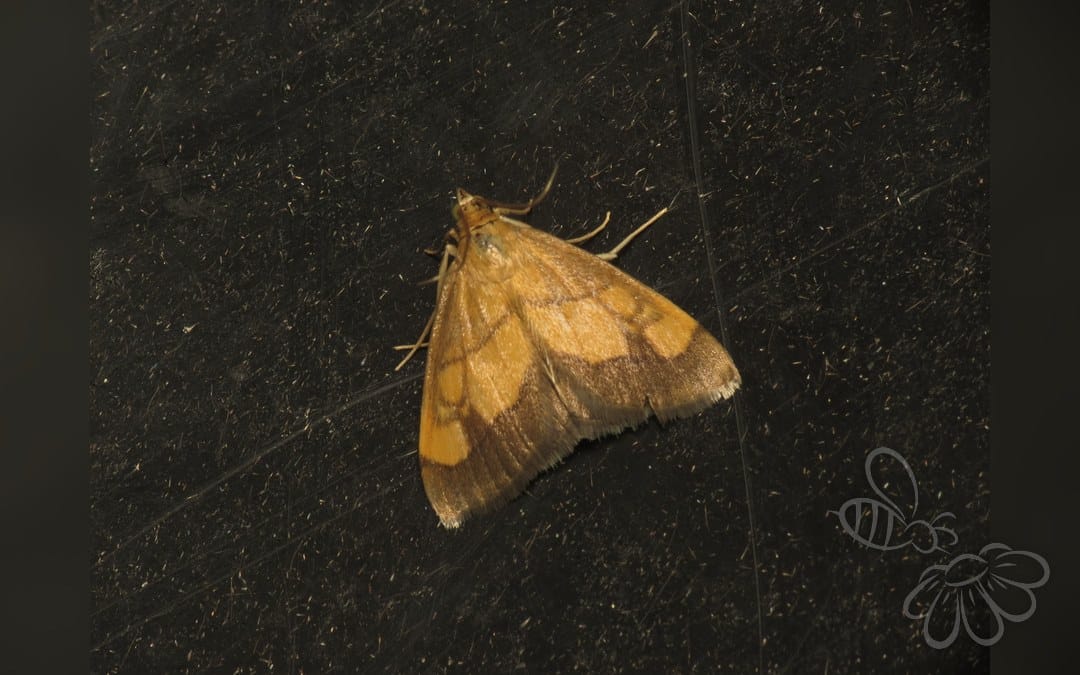 Her ses et billede af arten Løgkarsehalvmøl (Evergestis limbata). Fotoet er taget af Donald Hobern og hentet fra Wikimedia Commons (CC BY 2.0).