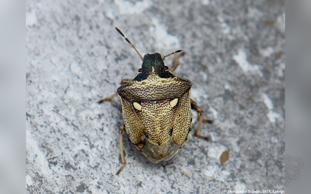 Eysarcoris aeneus
