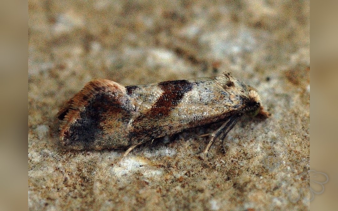 Falseuncaria ruficiliana