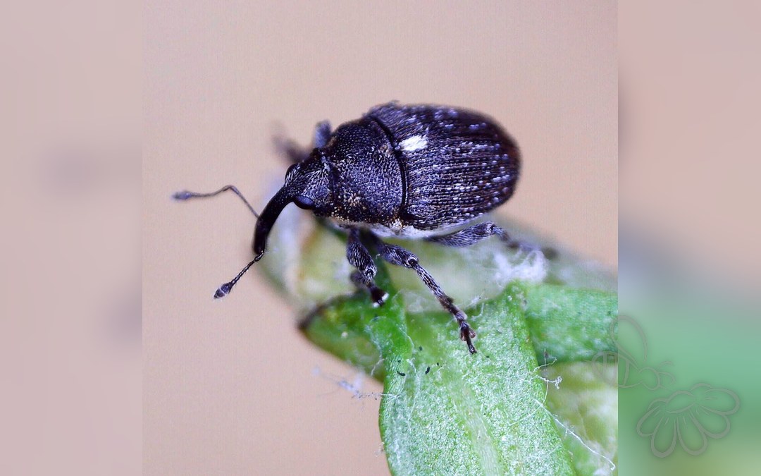 Glocianus distinctus