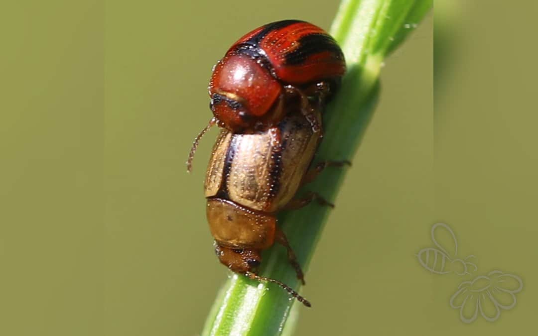Her ses et billede af arten Gonioctena olivacea. Fotoet er taget af Slimguy og hentet fra Wikimedia Commons (CC BY 4.0).