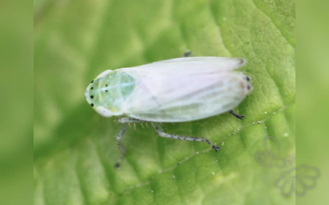 Her ses et billede af arten Graphocraerus ventralis. Fotoet er taget af Slimguy og hentet fra Wikimedia Commons (CC BY 4.0).