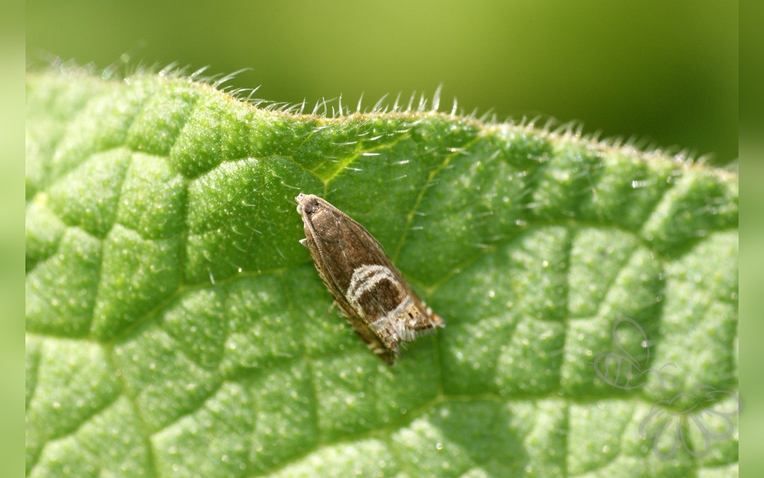 Grapholita jungiella