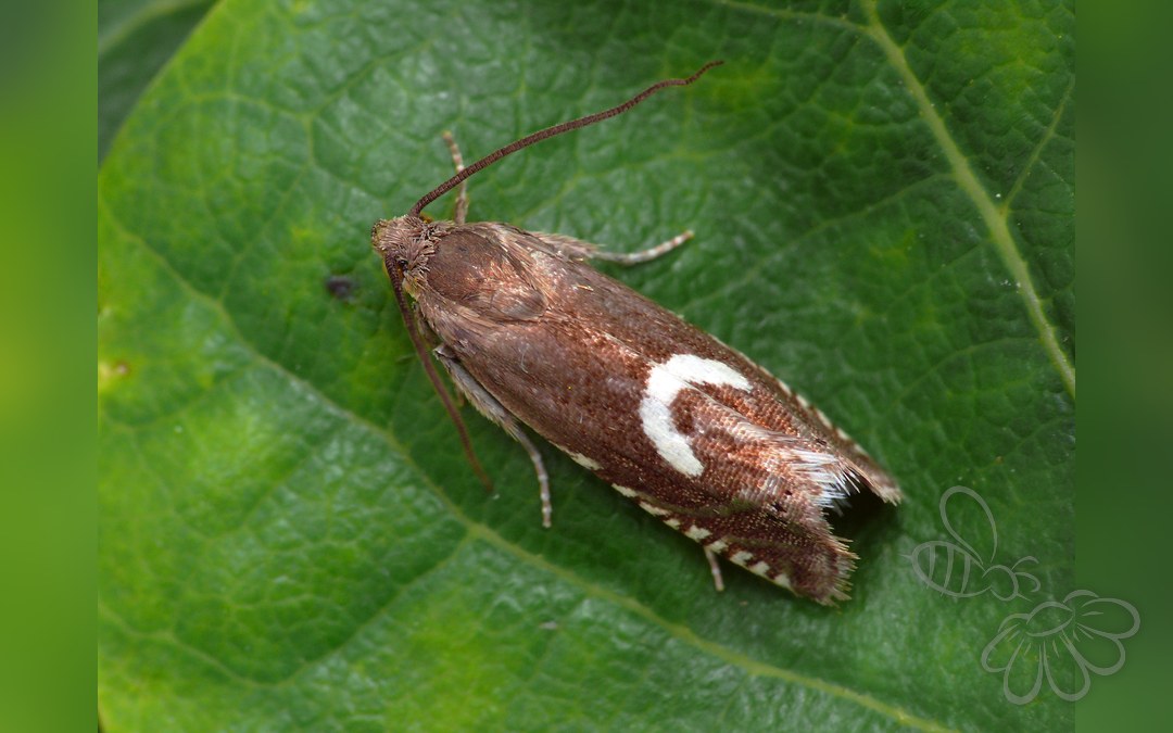 Grapholita lunulana