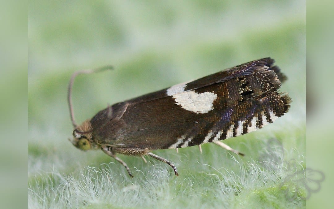 Grapholita orobana
