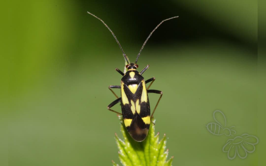 Her ses et billede af arten Seksplettet Blomstertæge (Grypocoris sexguttatus). Fotoet er taget af Emanuel Kern og hentet fra Wikimedia Commons (CC BY 4.0).
