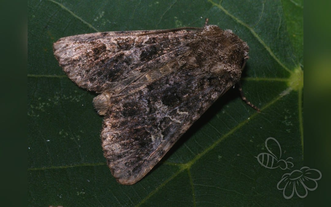 Her ses et billede af arten Sort Nellikeugle (Hadena capsincola). Fotoet er taget af Ilia Ustyantsev og hentet fra Wikimedia Commons (CC BY-SA 2.0).