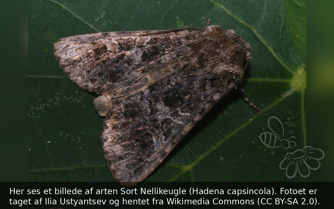 Sort Nellikeugle
