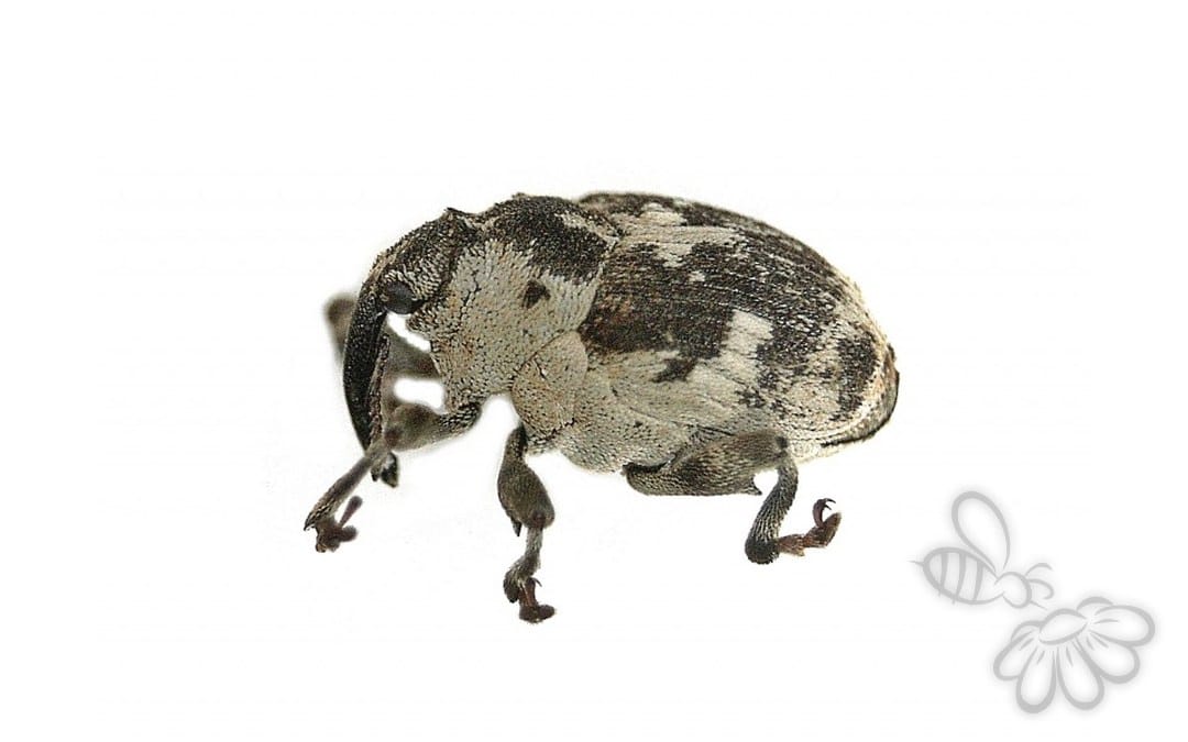 Hadroplontus litura