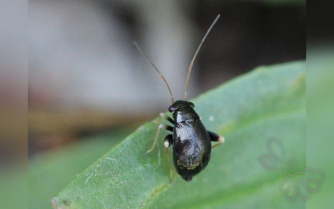 Her ses et billede af arten Kløvertæge (Halticus apterus). Fotoet er taget af AfroBrazilian og hentet fra Wikimedia Commons (CC BY-SA 4.0).