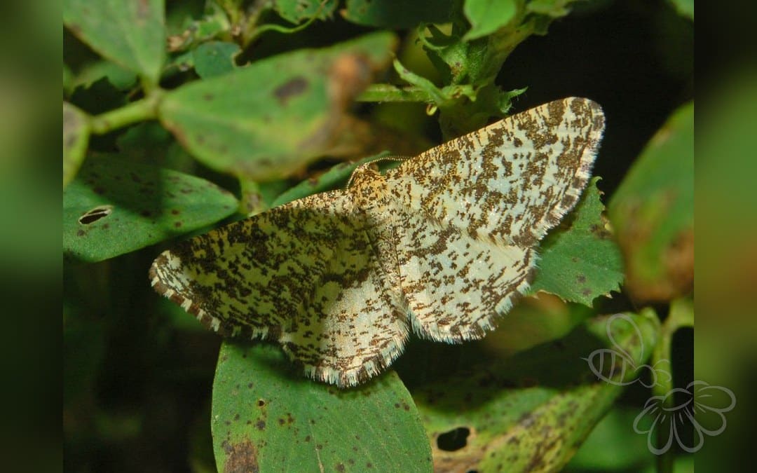 Her ses et billede af arten Steppemåler (Heliomata glarearia). Fotoet er taget af Hectonichus og hentet fra Wikimedia Commons (CC BY-SA 3.0).