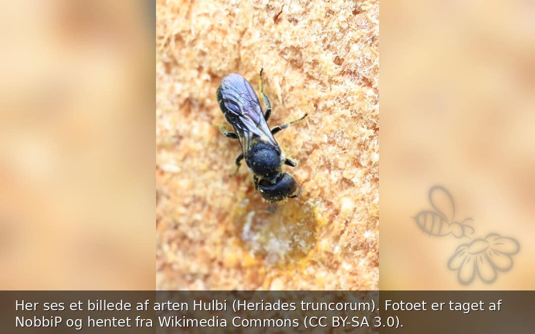 Hulbi