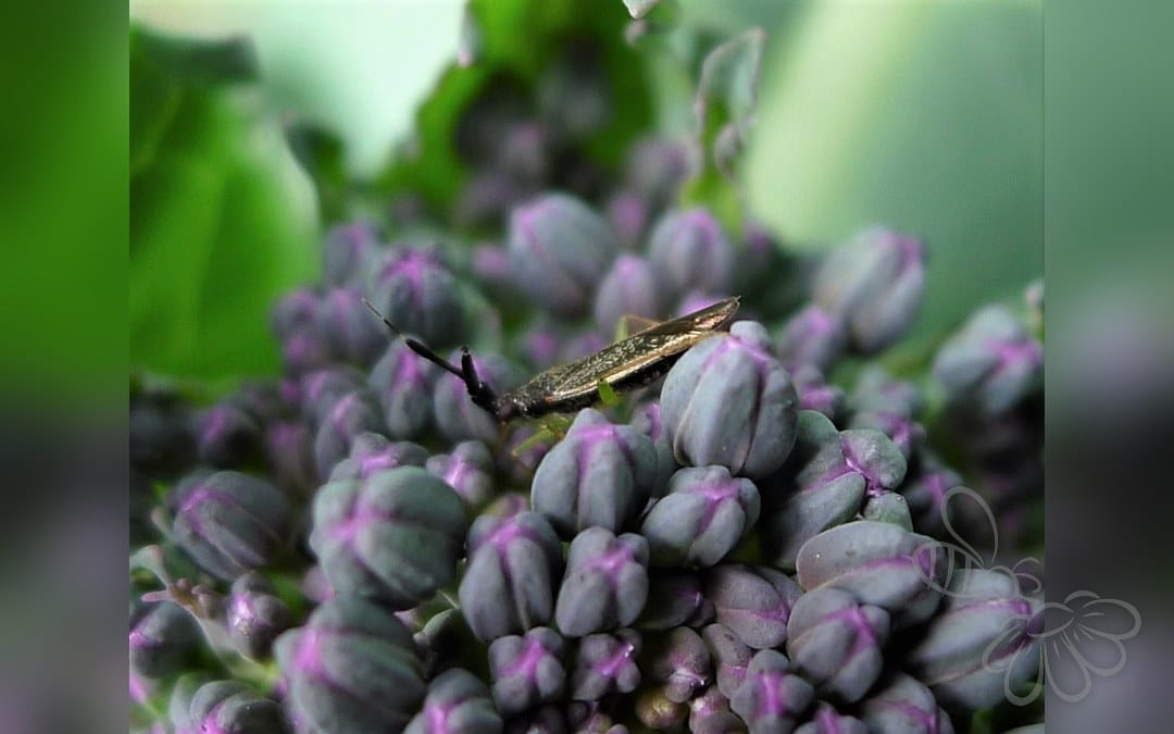 Køllehornet Blomstertæge