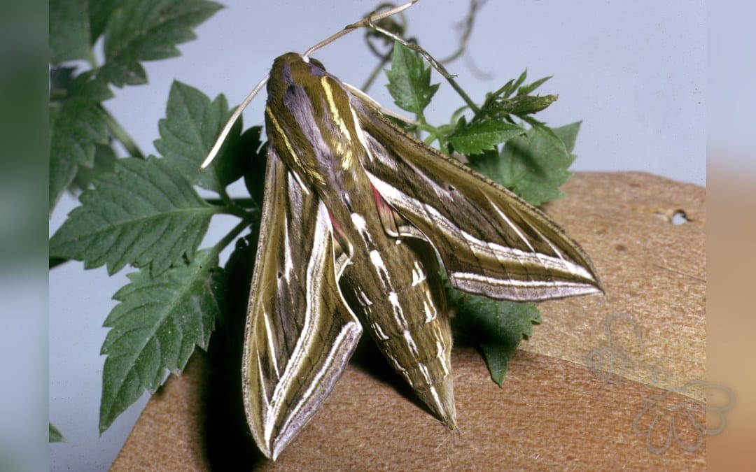 Her ses et billede af arten Slank Vinsværmer (Hippotion celerio). Fotoet er taget af Entomology, CSIRO og hentet fra Wikimedia Commons (CC BY 3.0).