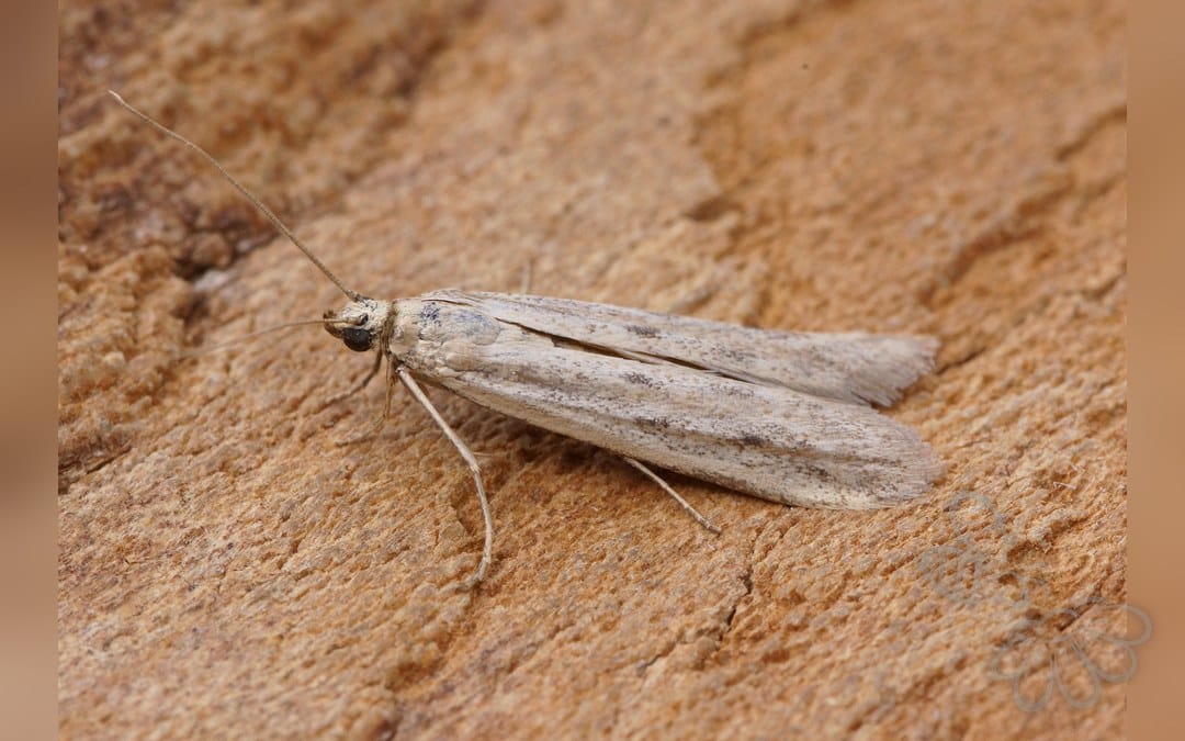 Her ses et billede af arten Homoeosoma nebulella. Fotoet er taget af Ben Sale og hentet fra Wikimedia Commons (CC BY 2.0).