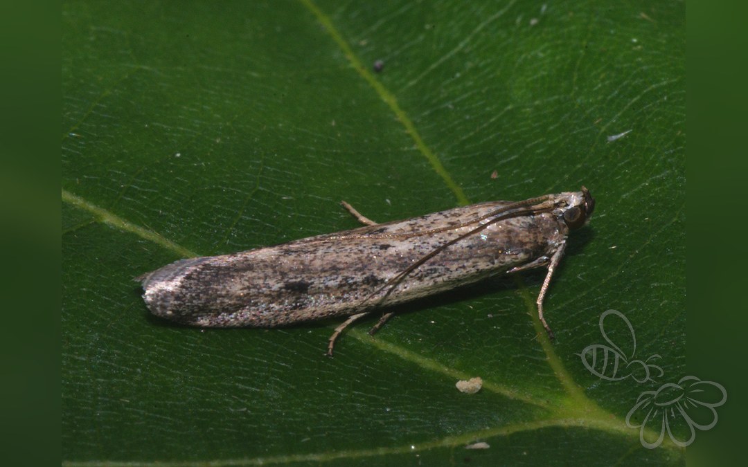 Homoeosoma nimbella