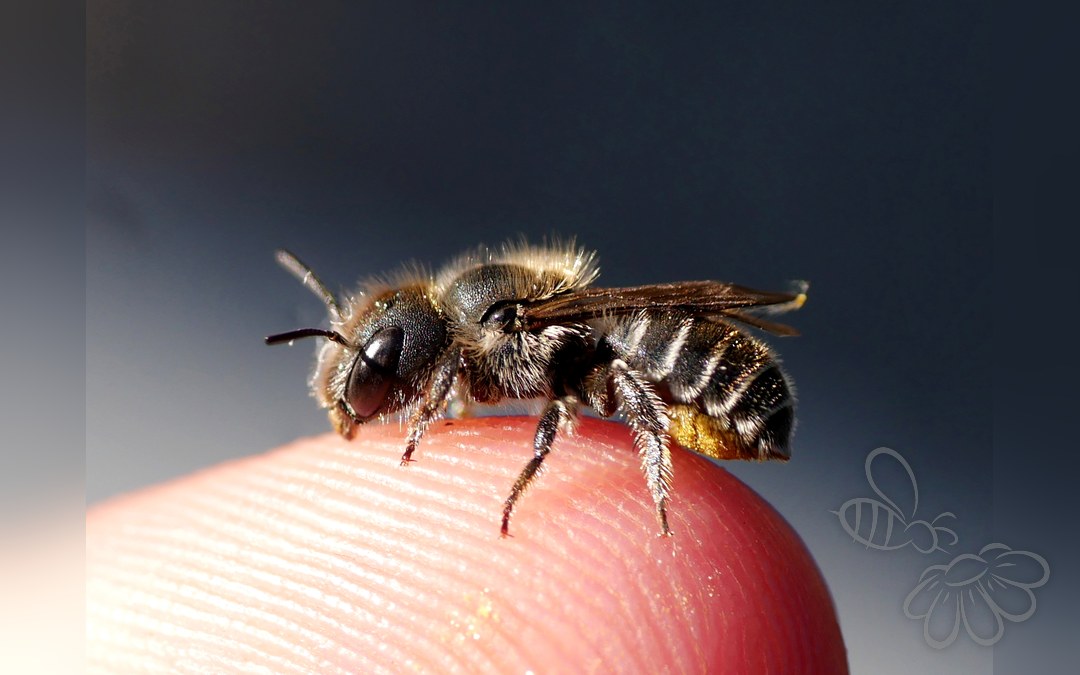 Gulsporet Gnavebi