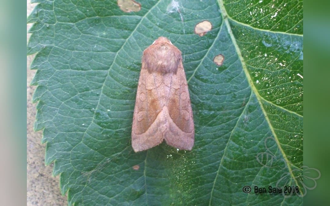 Kartoffelborer