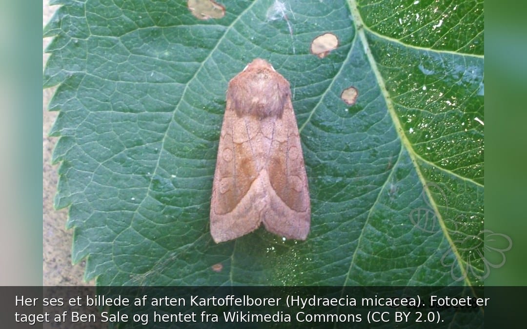 Kartoffelborer