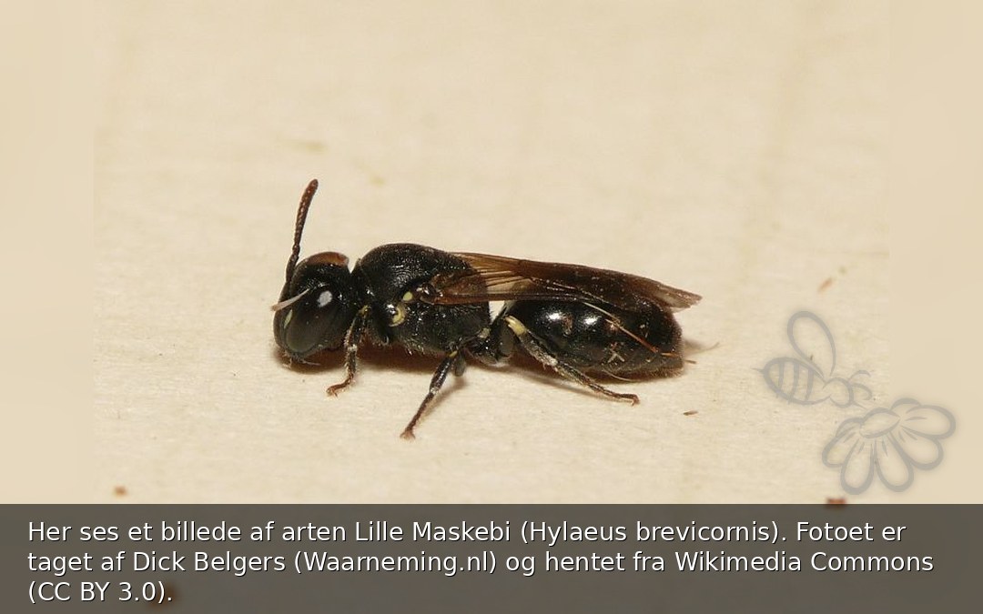 Lille Maskebi
