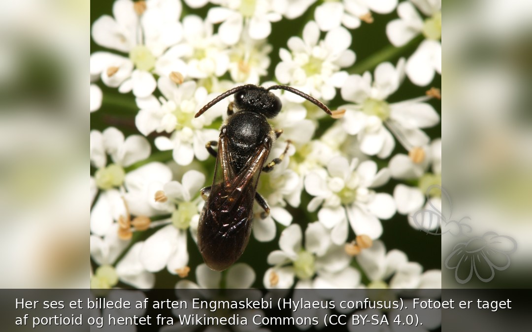 Engmaskebi