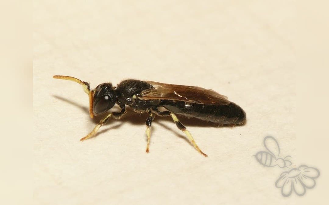 Hornmaskebi