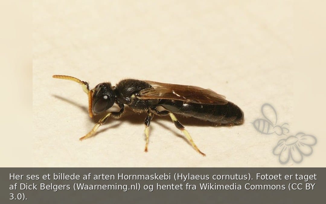 Hornmaskebi