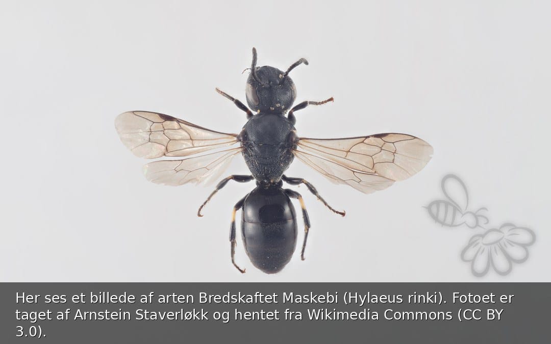 Bredskaftet Maskebi