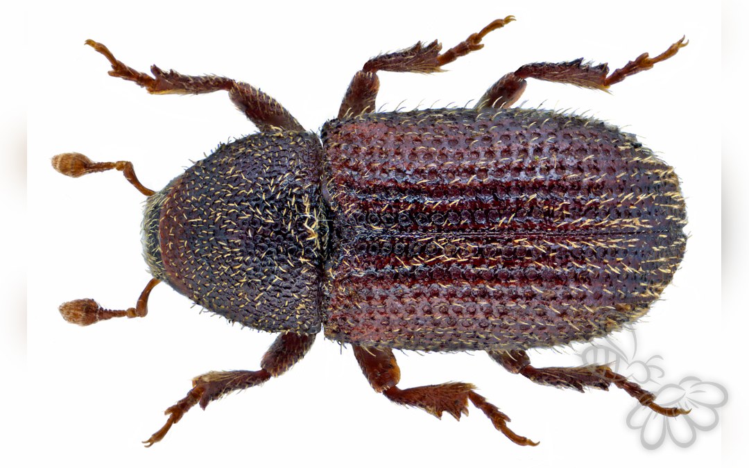 Hylastinus obscurus