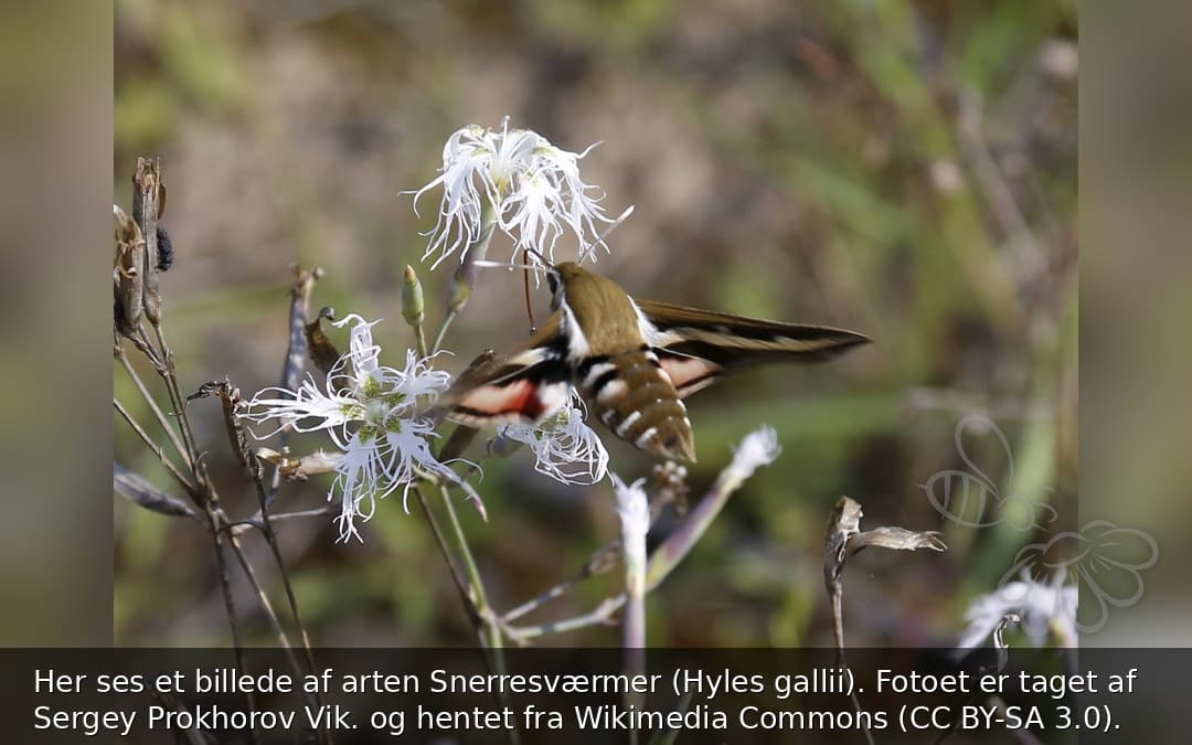 Snerresværmer