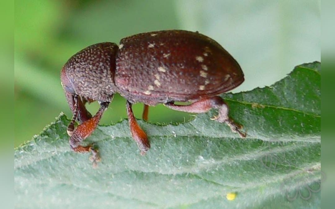 Hylobius transversovittatus