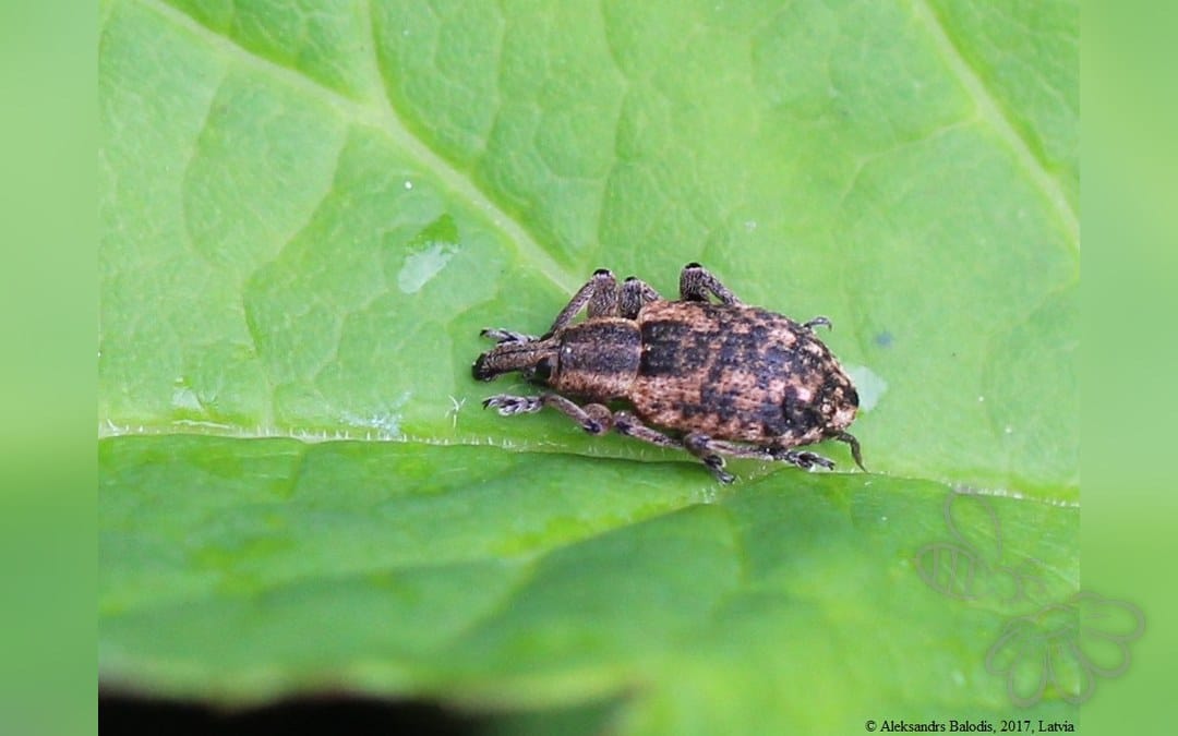 Hypera conmaculata