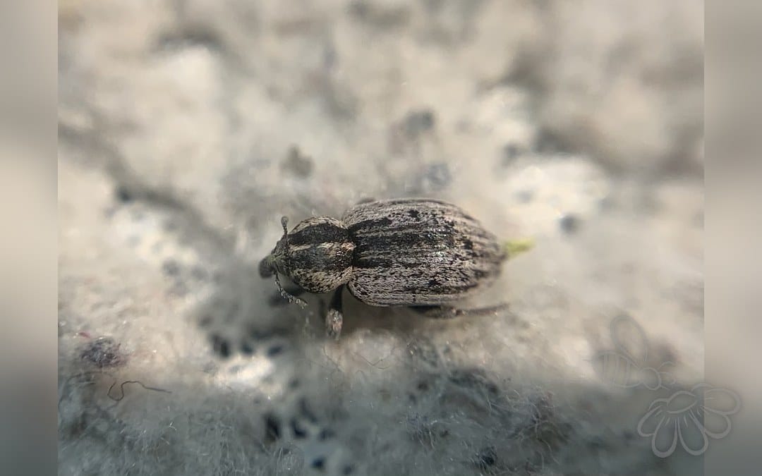 Hypera denominanda