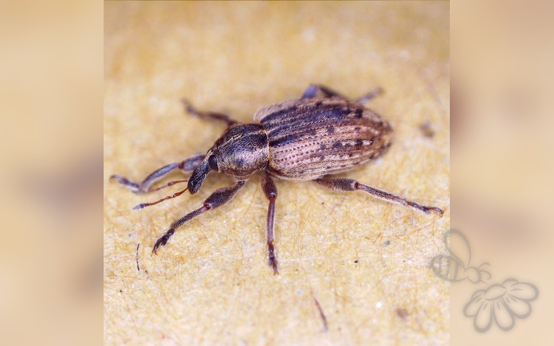 Hypera melancholica