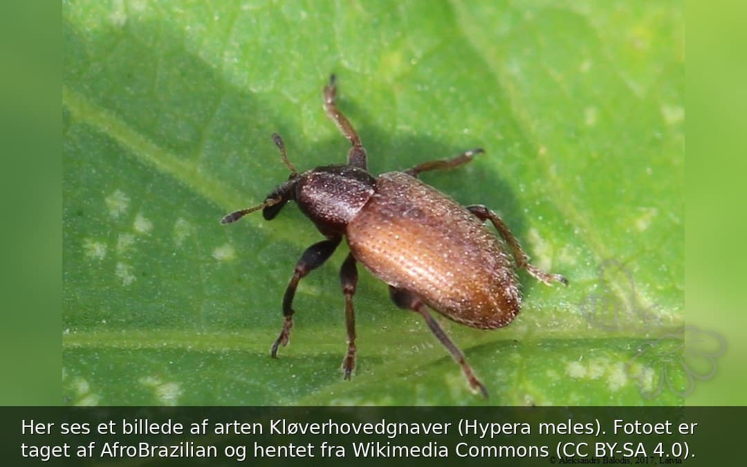 Kløverhovedgnaver