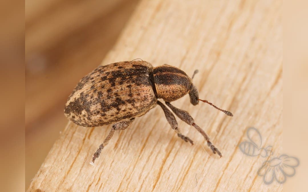 Hypera plantaginis