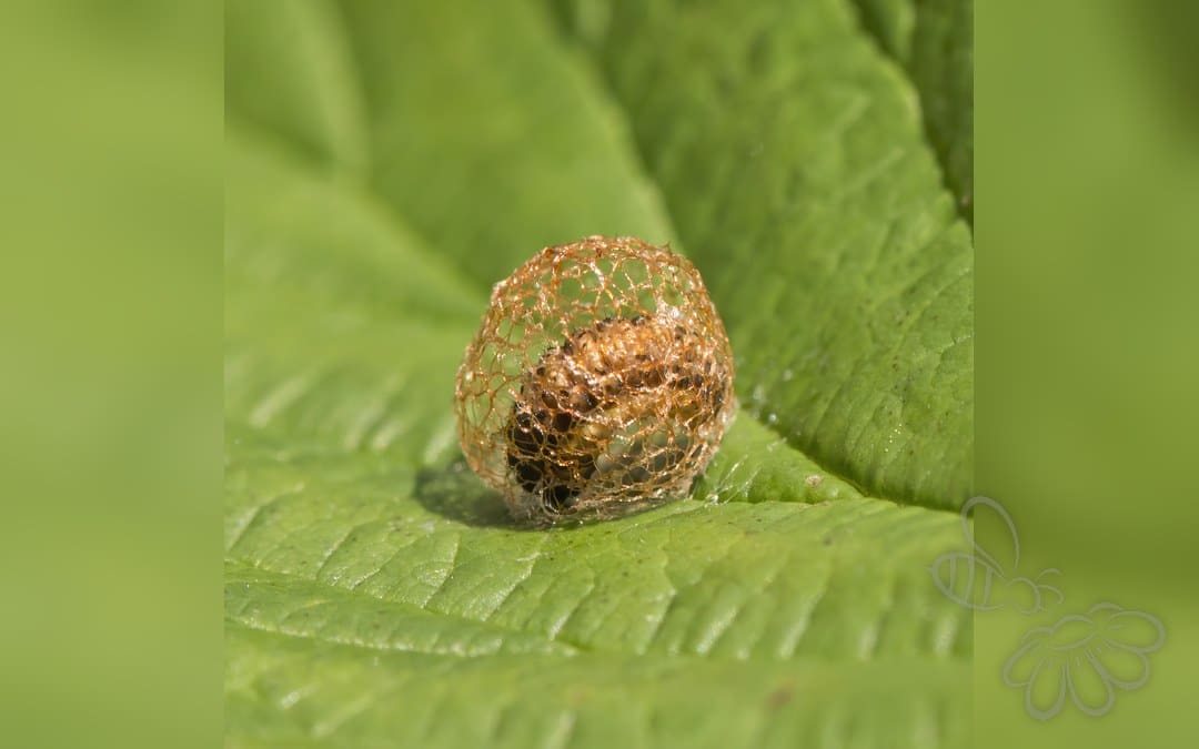 Hypera rumicis
