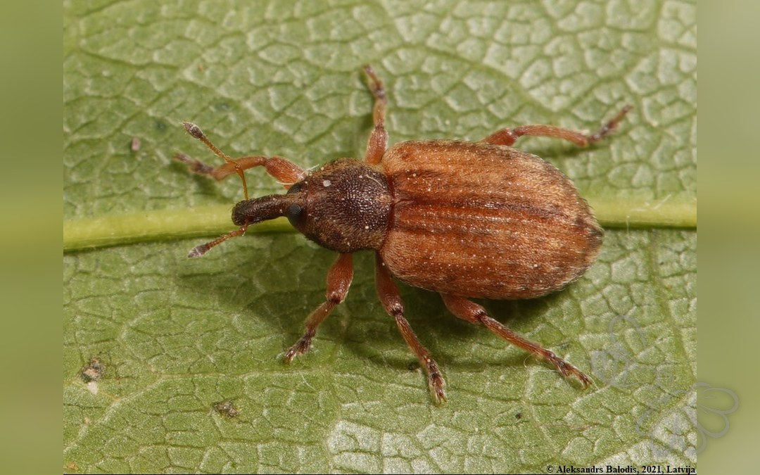 Hypera venusta