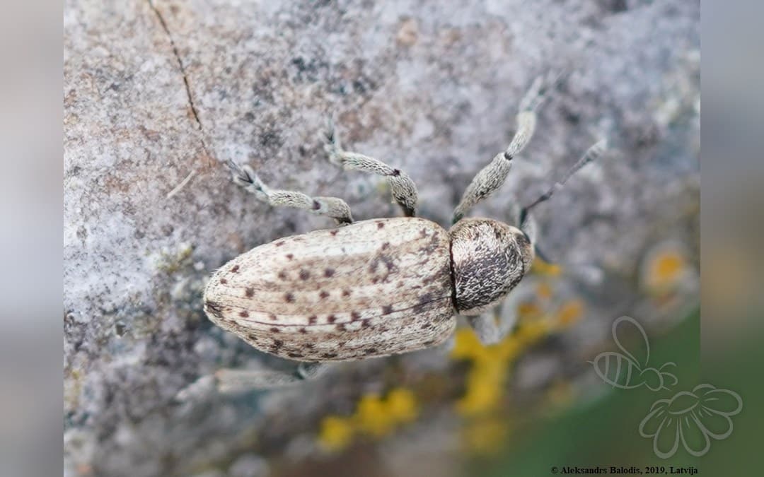 Hypera viciae