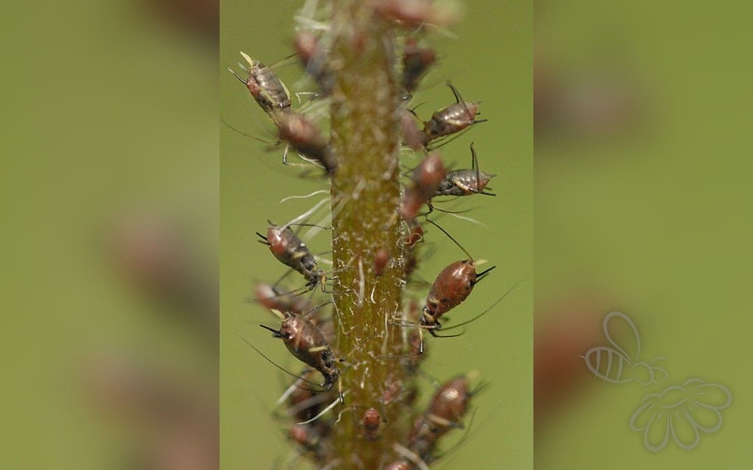Hyperomyzus hieracii