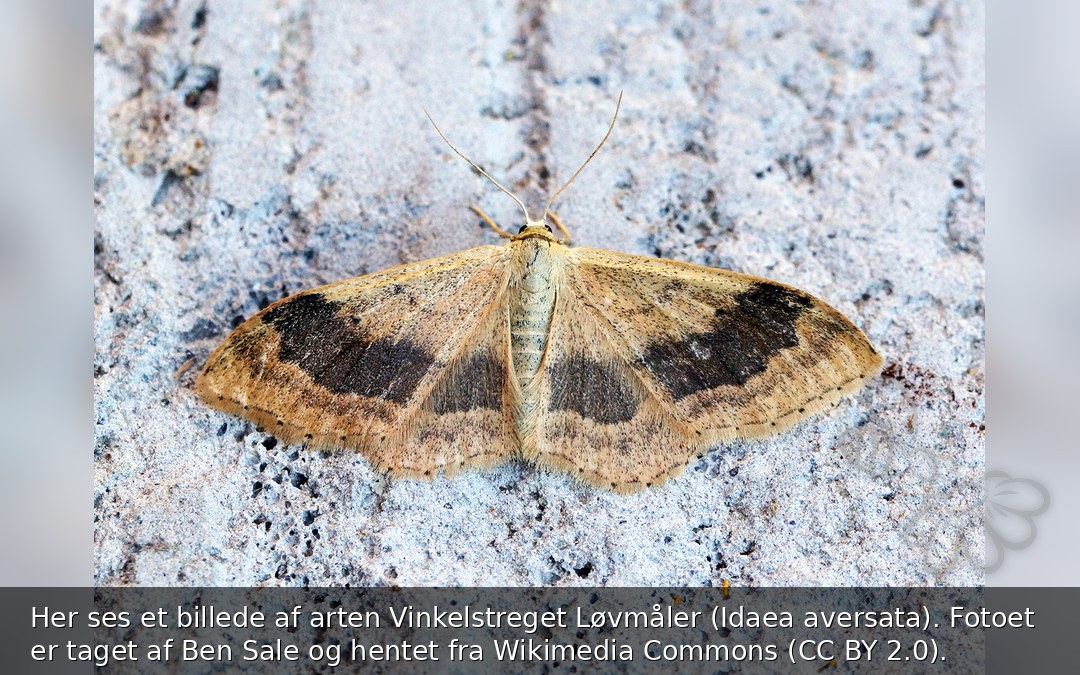 Vinkelstreget Løvmåler