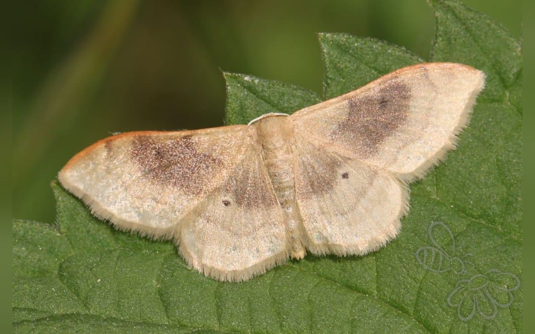 Idaea degeneraria