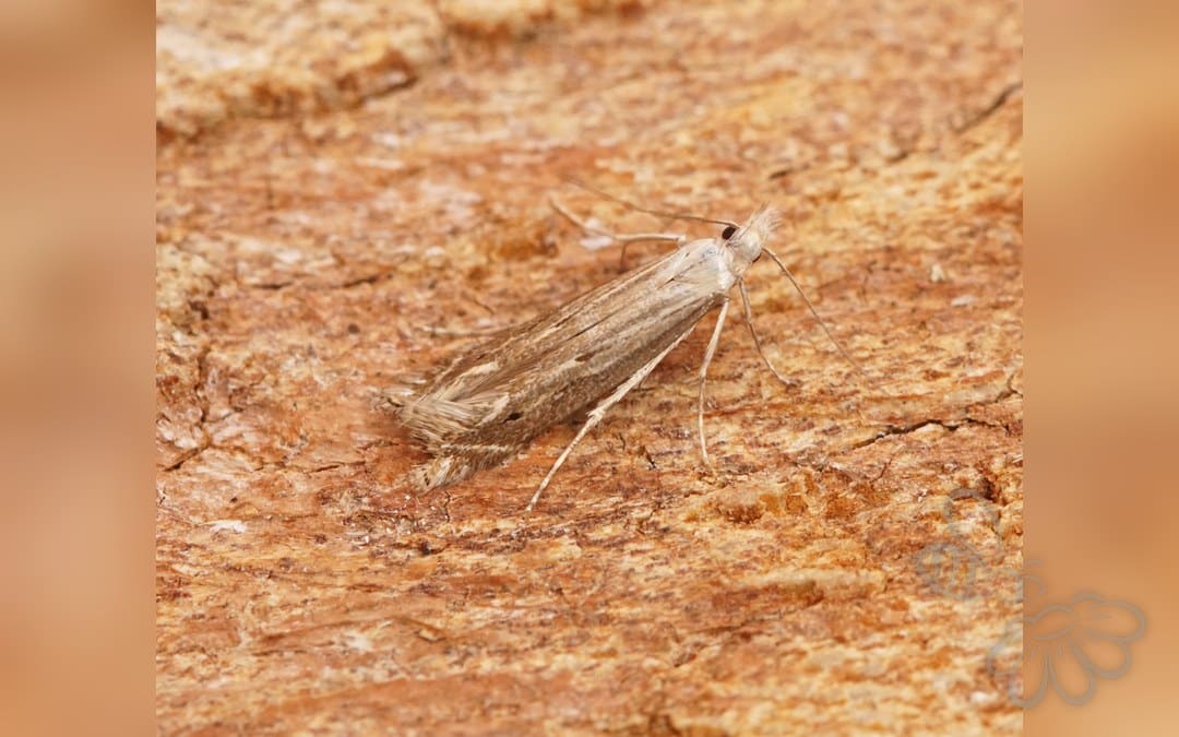 Her ses et billede af arten Isophrictis striatella. Fotoet er taget af Ben Sale og hentet fra Wikimedia Commons (CC BY 2.0).
