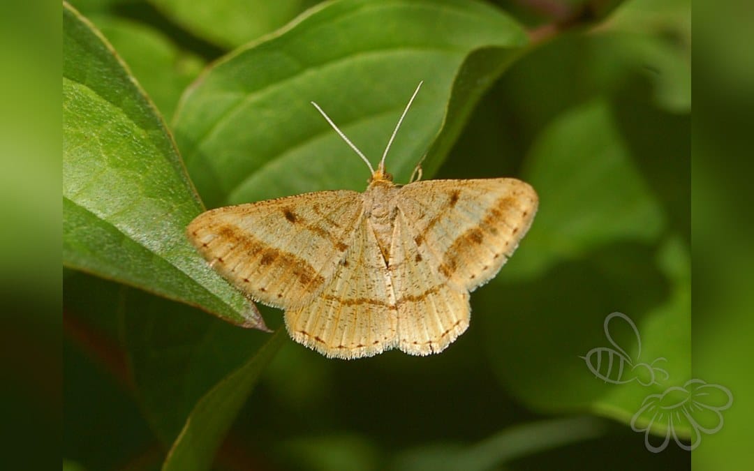 Isturgia arenacearia